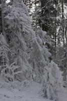 fot.Artek (canon) 293.jpg