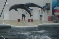 fot.Artek - skoaczące delfinki