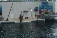 fot.Artek - delfinek ;)