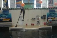 fot.Artek - delfinek i piłeczka