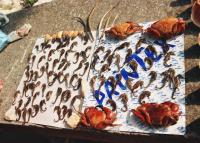 fot.Artek(Canon) - zbliżenie - kupiłem u niego jednego konika...