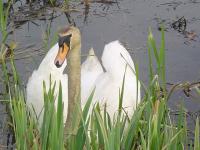 łabądek... skurczybyk nas pogryźć chciał