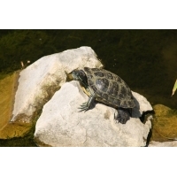 Żółwik :-)