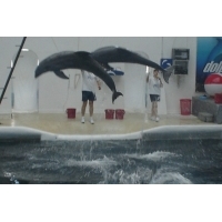 fot.Artek - skoaczące delfinki