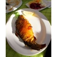 fot.Artek 175