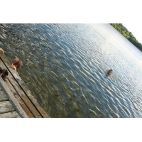 fot.artek 340