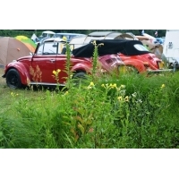 fot.Bullifan.pl