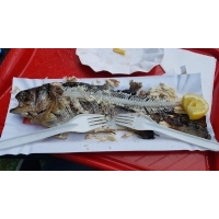 fot.Artek