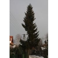 fot.Artek (canon) 241.jpg