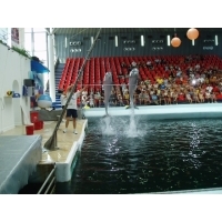 fot.Marek - Delfinarium